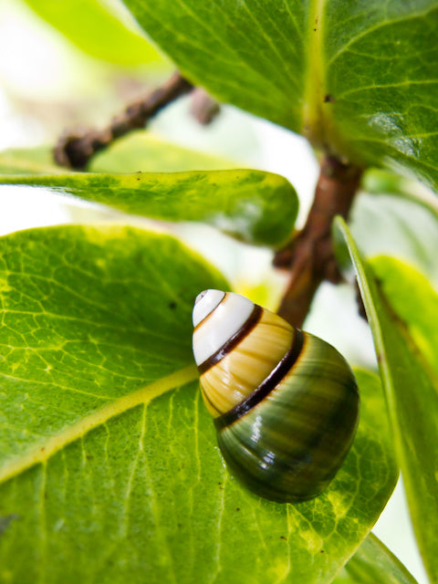 Save the Kāhuli (Snails)