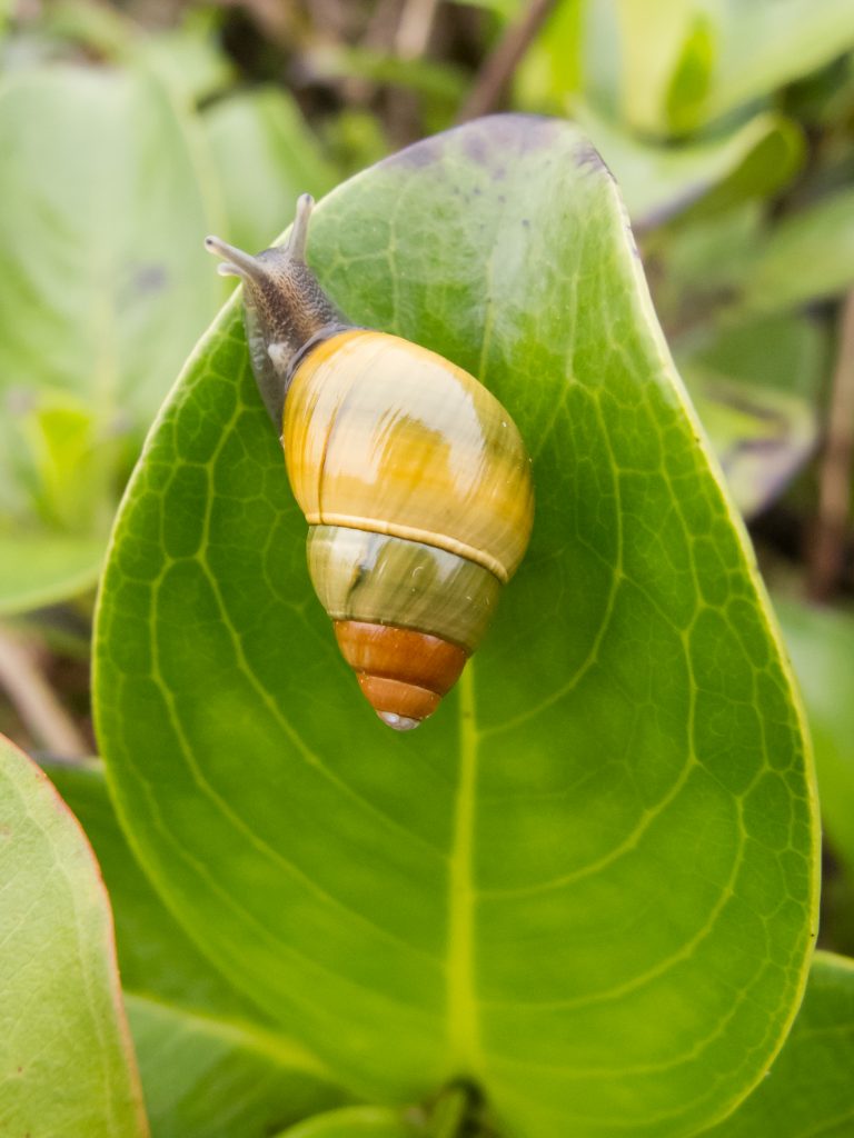 Save the Kāhuli (Snails)