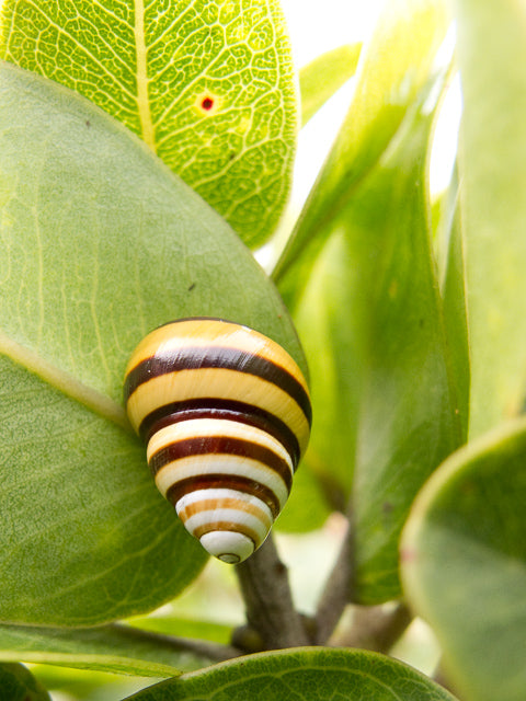 Save the Kāhuli (Snails)