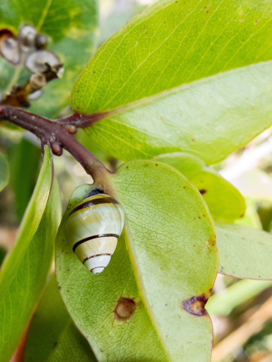 Save the Kāhuli (Snails)