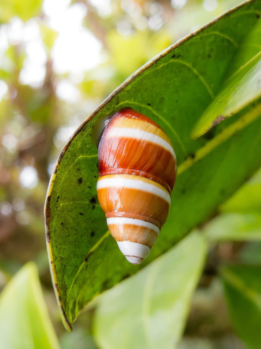 Save the Kāhuli (Snails)
