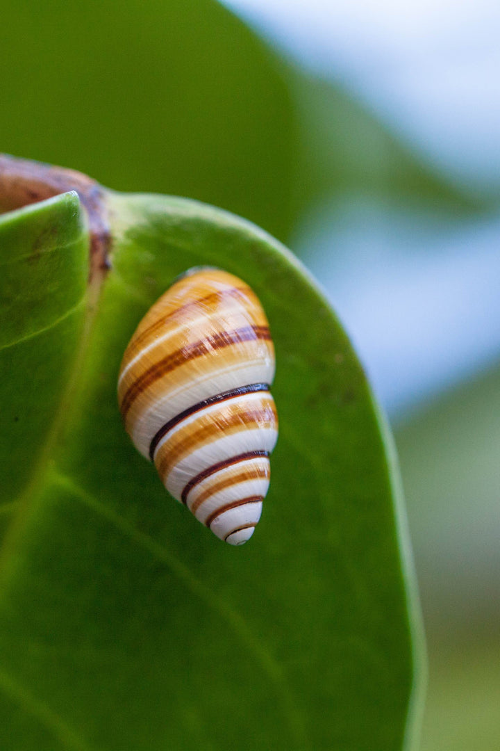 Save the Kāhuli (Snails)