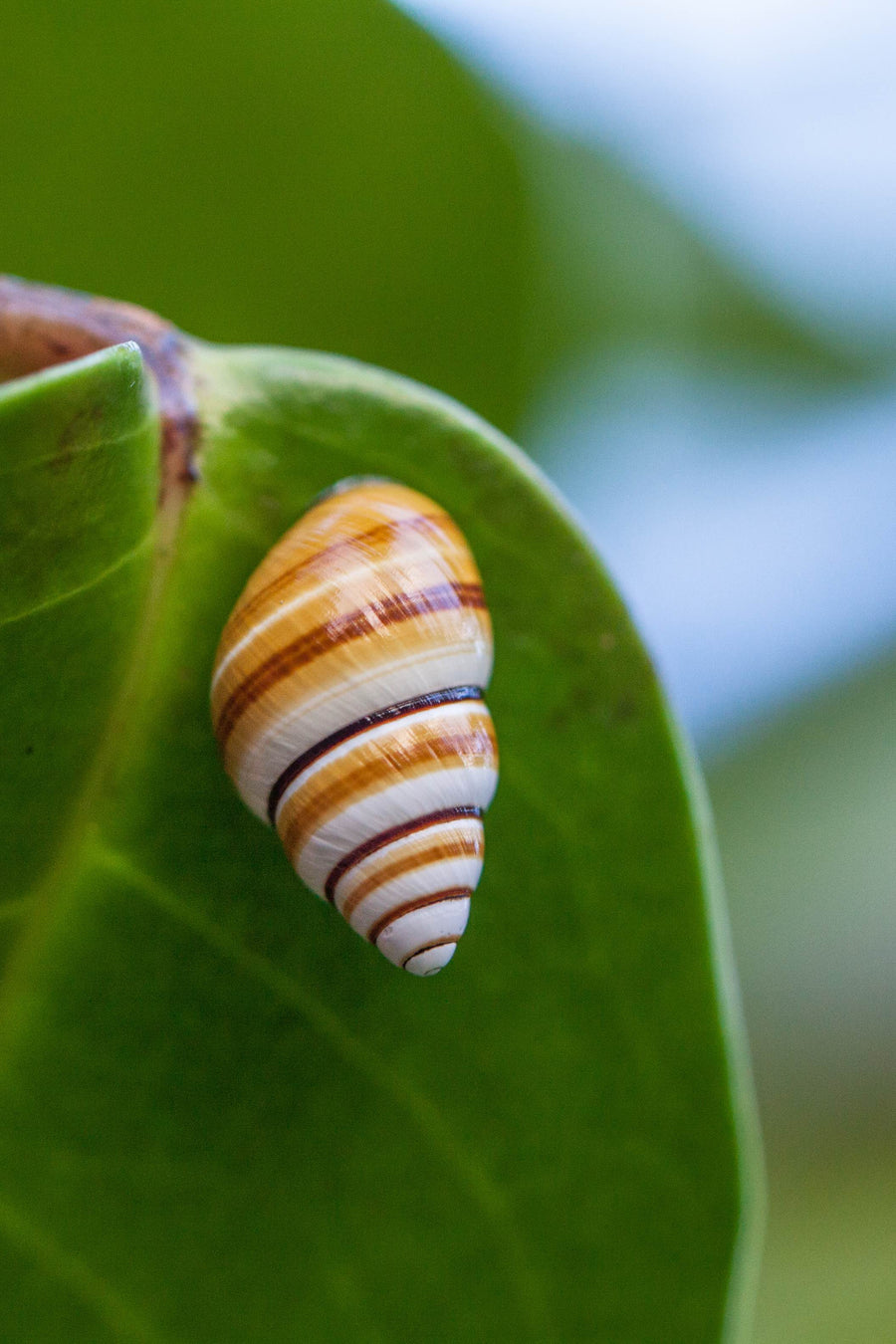 Save the Kāhuli (Snails)